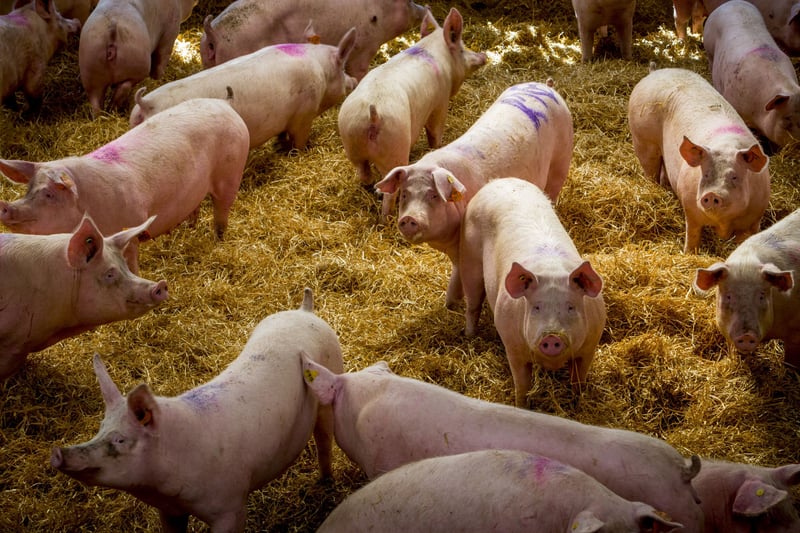 varken, dieren in de veehouderij, bio-industrie