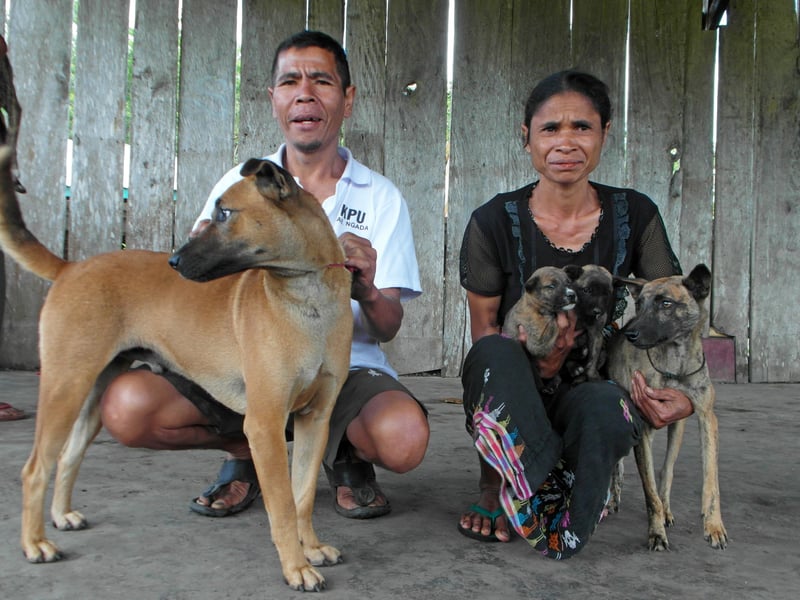 Vaccinated dogs