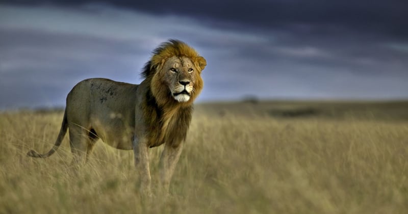 Promise4Wildlife