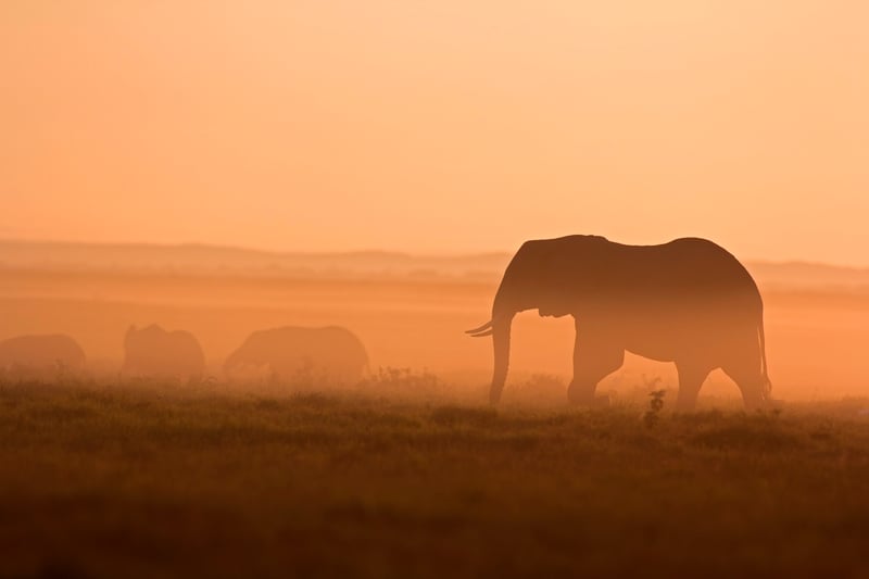 World Animal Protection: 35 jaar voor dieren