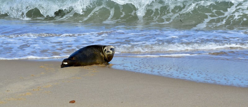 Zeehond