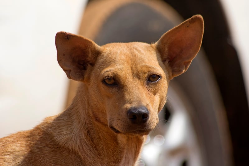 Vaccinaties_honden
