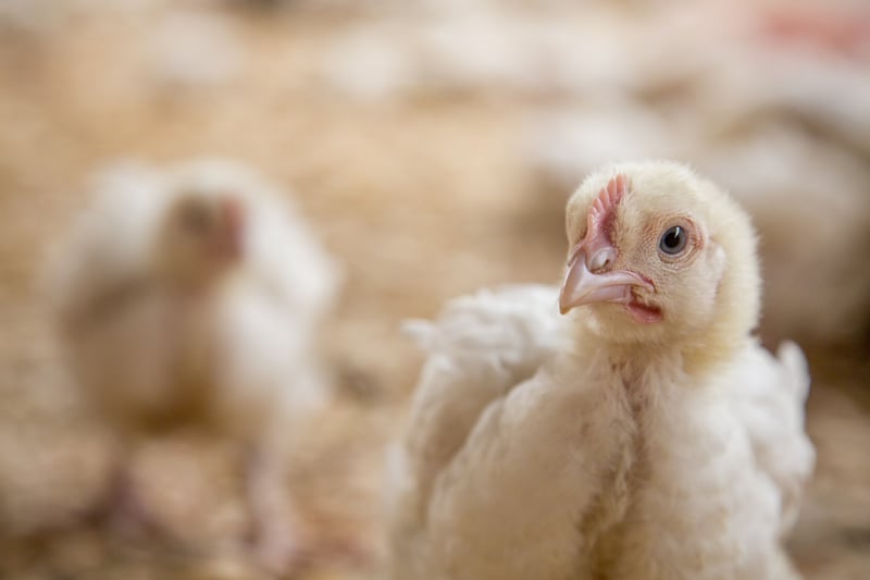 A chicken in an indoor farm