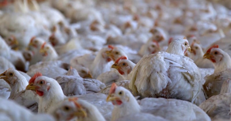 kippenvlees, kip, kippenwelzijn, dierenwelzijn, vee-industrie, veehouderij