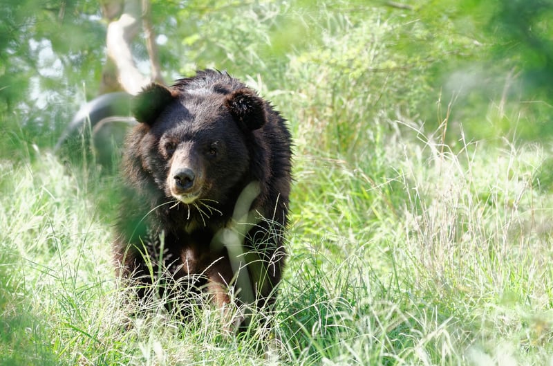 bear