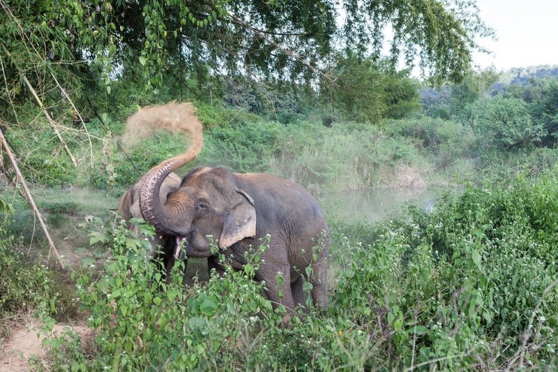 Olifant