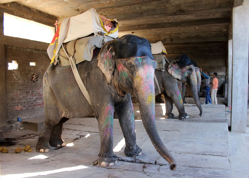 olifant, olifantenrit, dieren in het wild