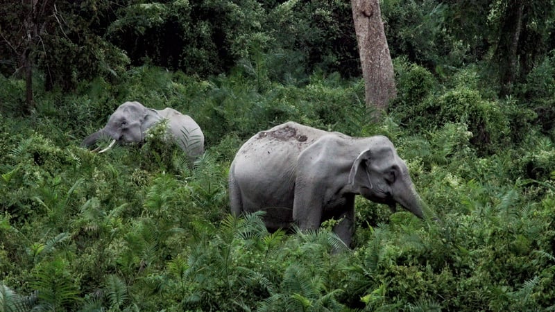 Wilde olifant