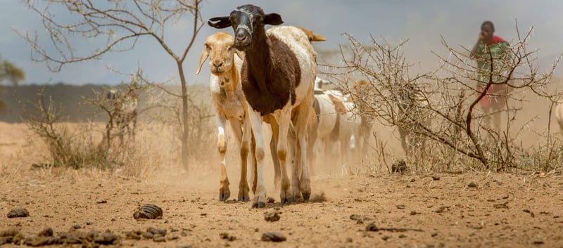 Droogte