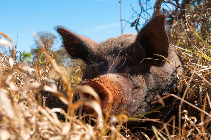 nieuwe directeur, World Animal Protection