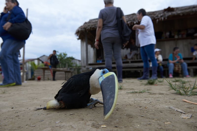 Wilde dieren uitgebuit voor selfies