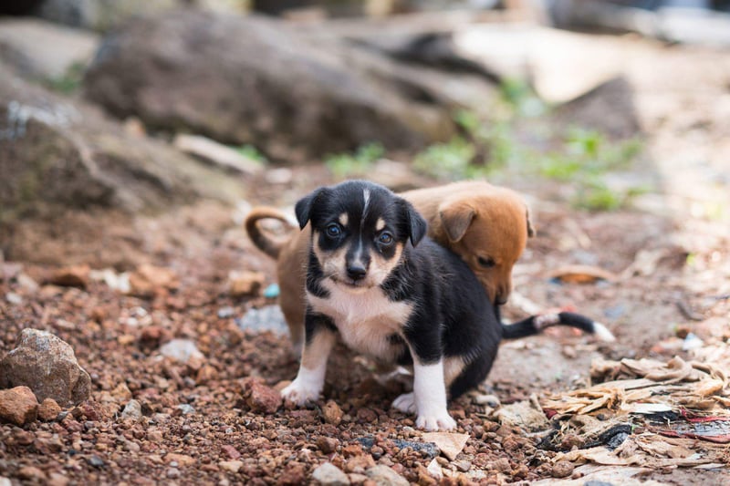 hond, hondsdolheid, vaccinatie