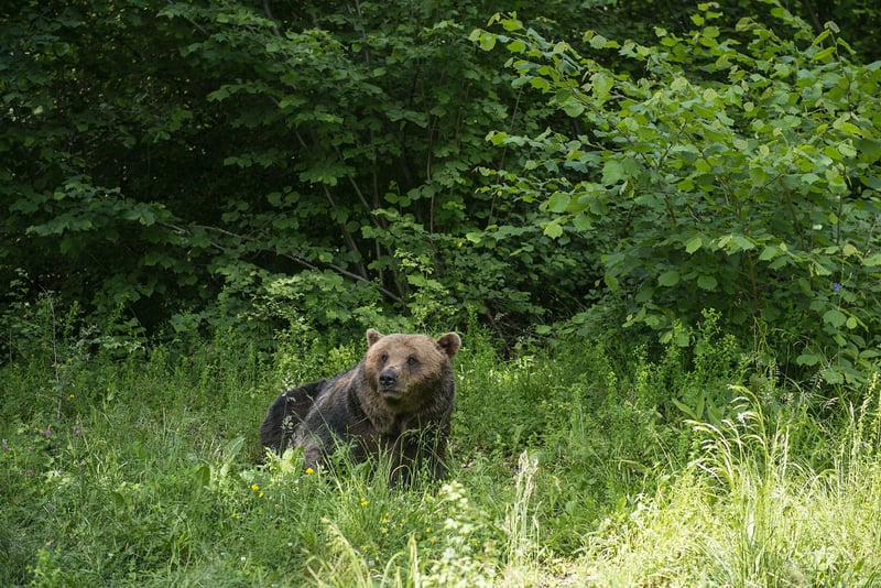 Maaltijden voor beren in opvang