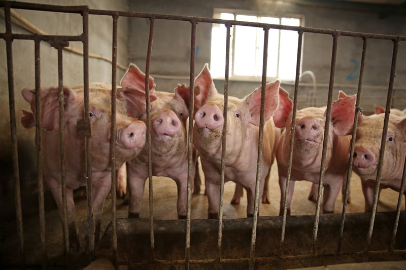 intensieve veehouderij, varkens, kippen, dieronvriendelijk