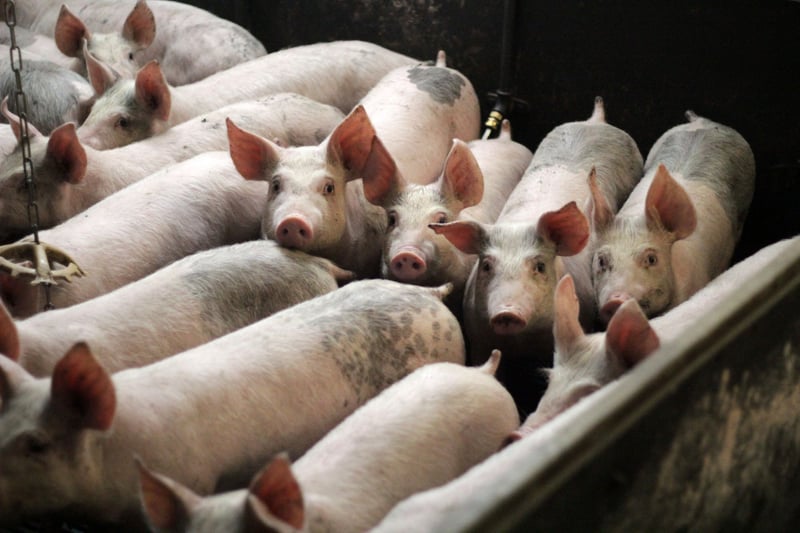 varkens, vee-industrie