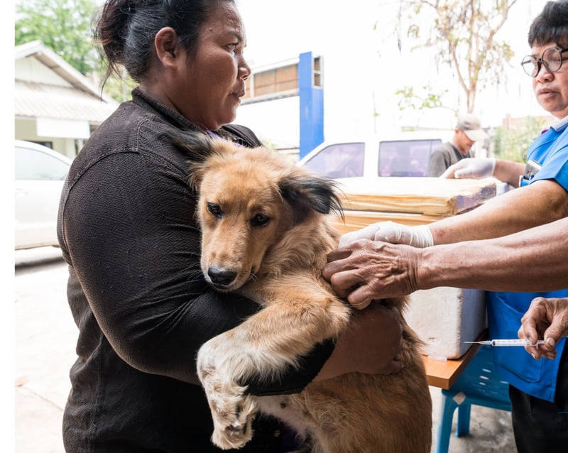 hond, hondsdolheid, vaccinatie