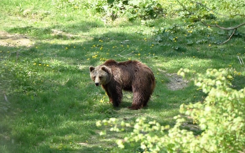 anca, libearty