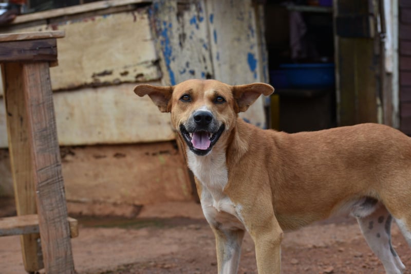vaccinatie-succes, hondsdolheid, honden