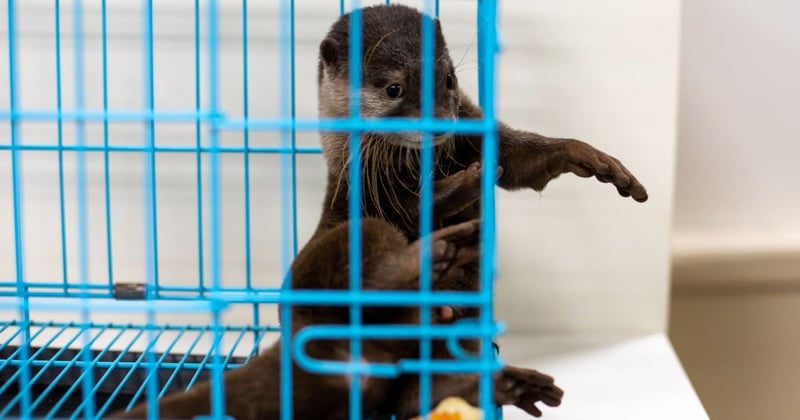 otter, ottergekte, ottercafé, japan