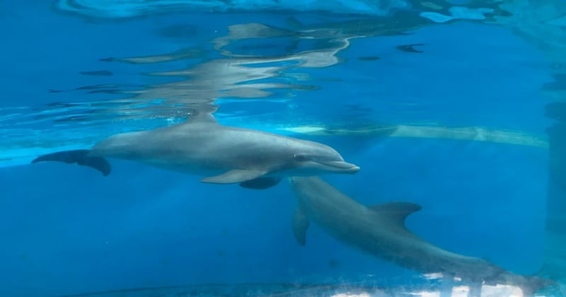 Wild dolphins in Algoa Bay, South Africa. Algoa Bay is a Whale Heritage Site.