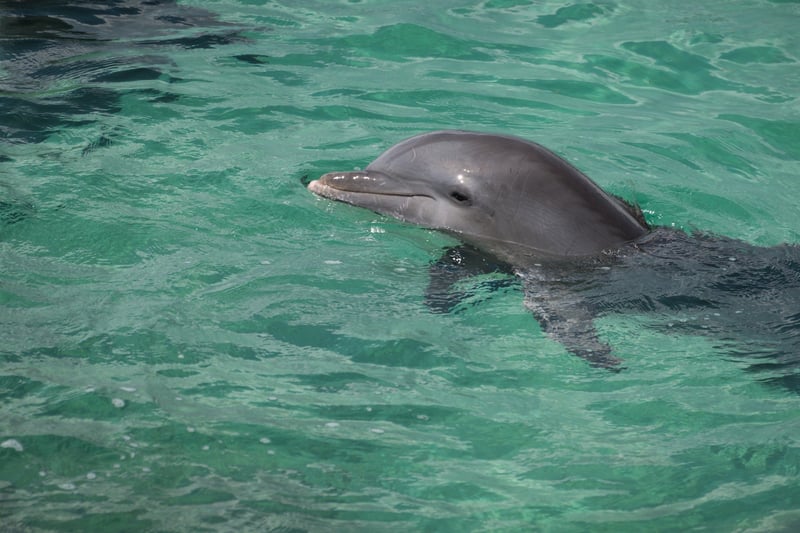 Captive dolphin in Mexico