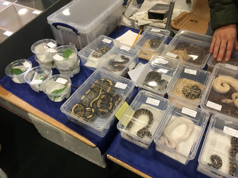 Slangen in kleine doosjes op markt verhandeld als product