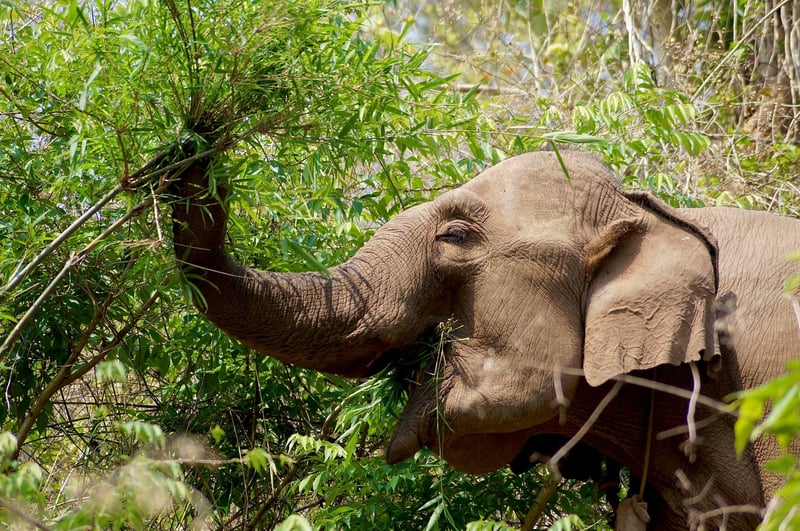 Olifant aan het eten