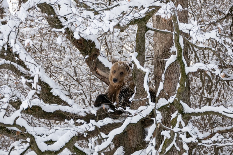 A bear in the snow at the sanctuary