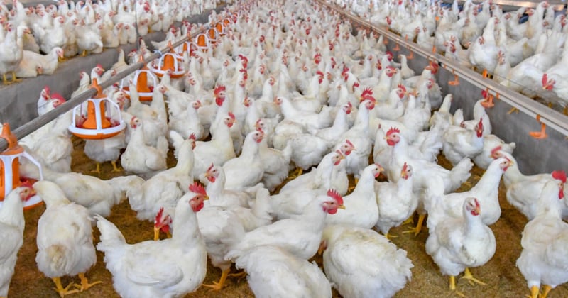 Slagtekyllinger på industrifarm