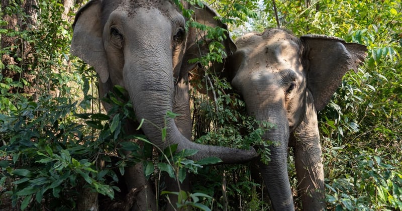 adopteer een olifant