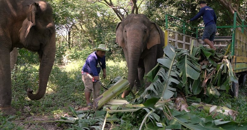 Reddingsactie voor olifant Mundi in Puerto Rico