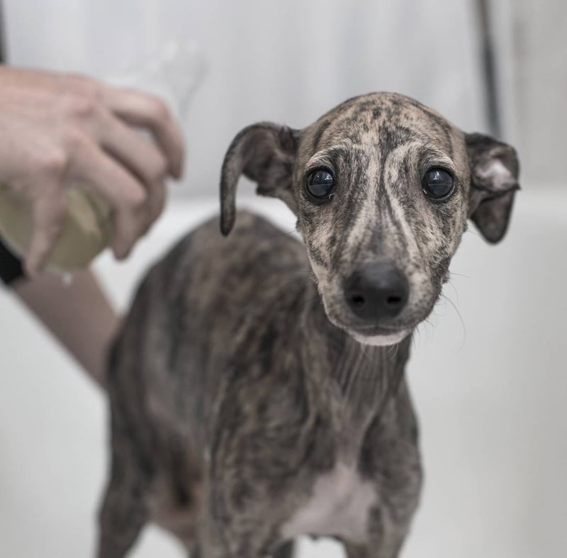 kleine galgo Bacalao wordt gewassen