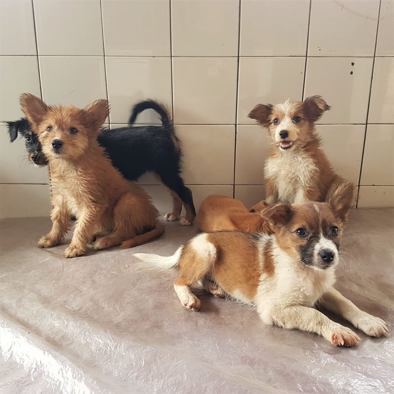 hondsdolheid, hond, SLAWS
