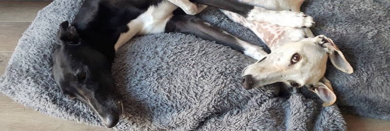 Galgo