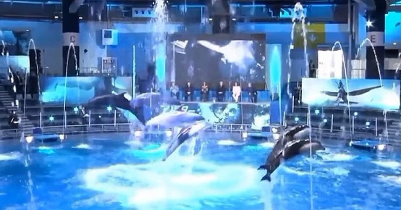 Dolfijnenshow Avatar credit YouTube/LOWKEY GEEK!