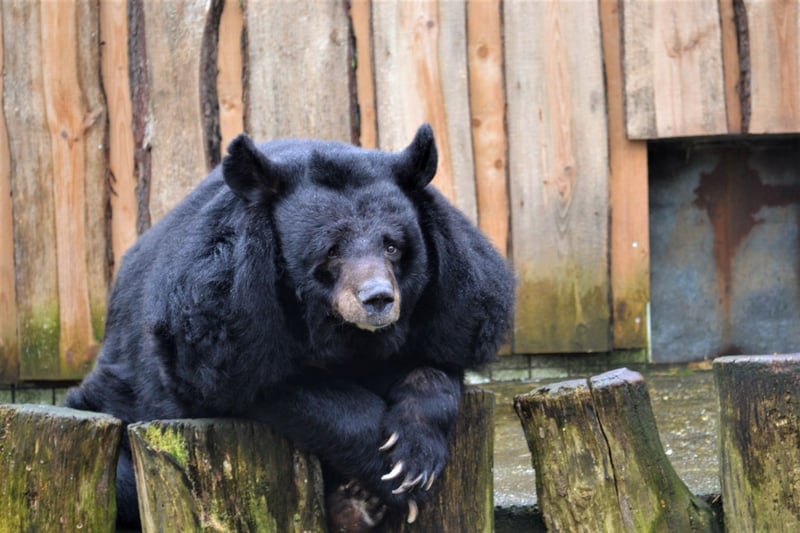 beer, dierentuin