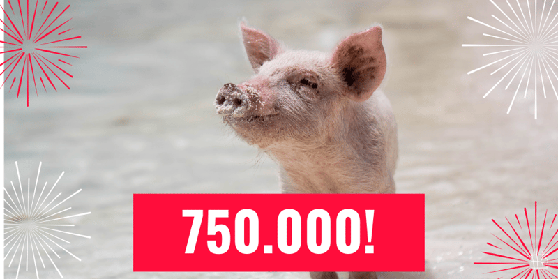 stop de kooien, dieren in de veehouderij, vee-industrie