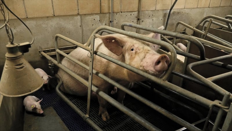 stop de kooien, dieren in de veehouderij, vee-industrie