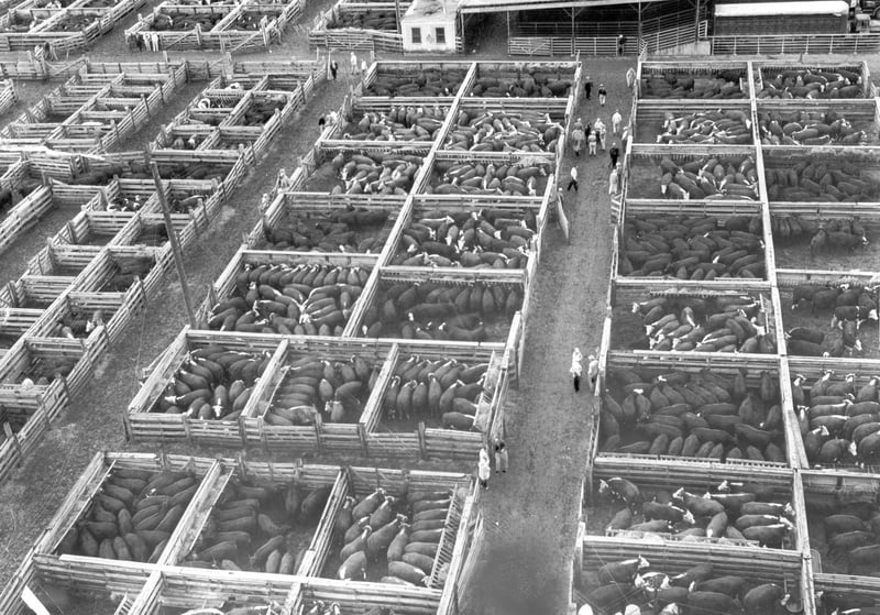 Chicago Stock Yards