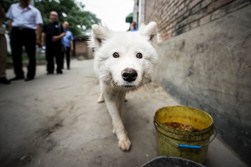 nieuwsgierig-hondje