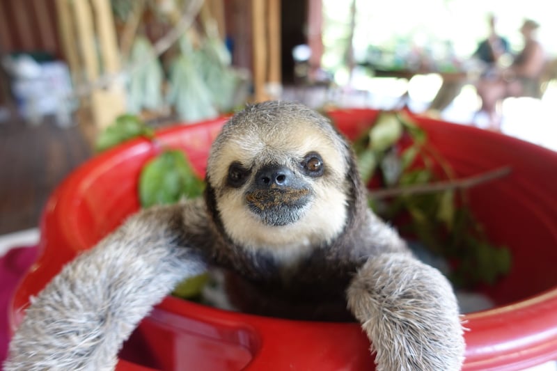 wilde dieren - geen entertainers, amazone