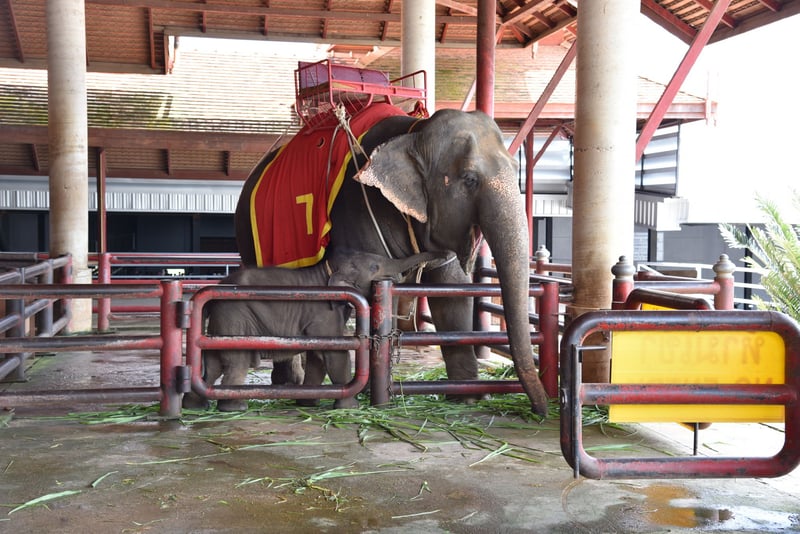 Olifant met stoel