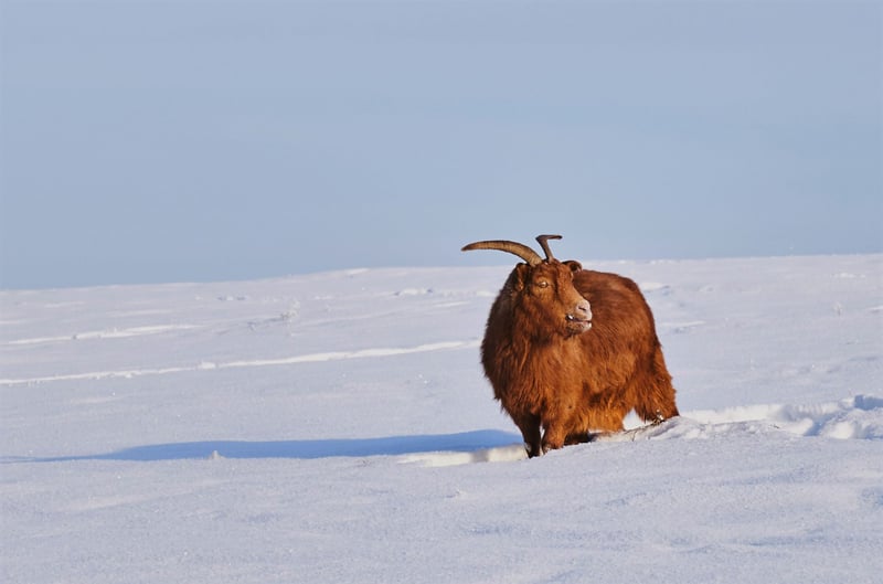 mongolie, dzud, geit