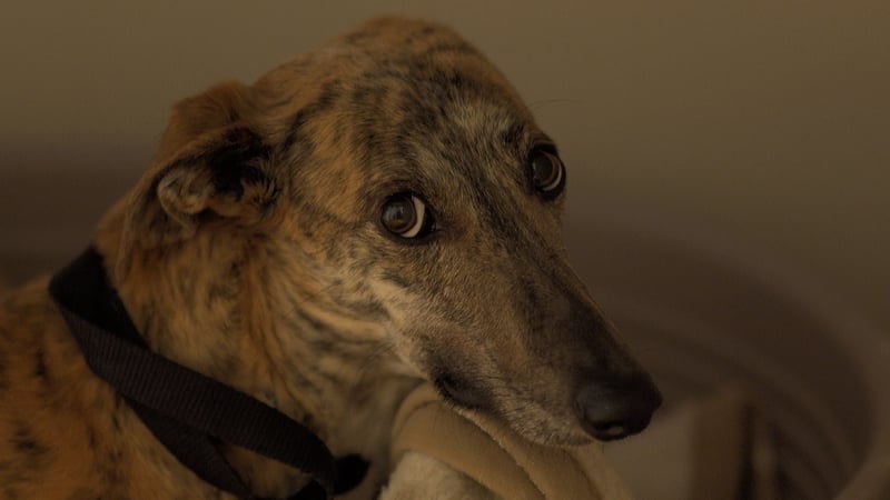 Galgo in opvang