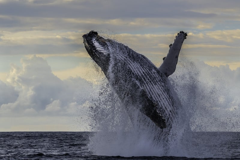 whale jumping out of water