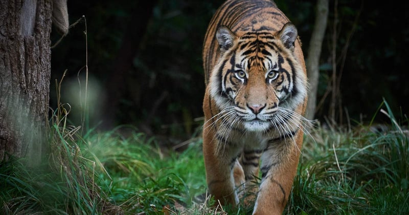 tiger in the wild staring at the camera