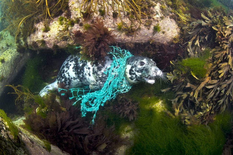 zeehond, visnet, vistuig