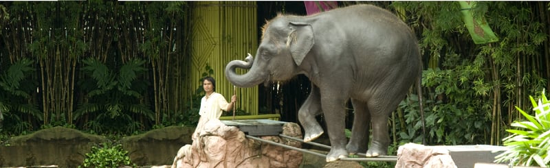 olifant