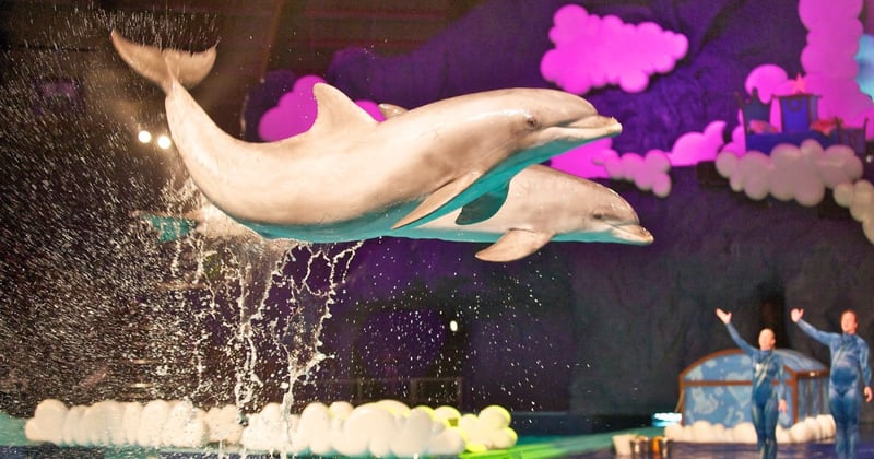 Dolfijnen in het Dolfinarium