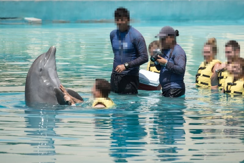 dolphin performing